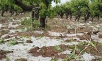 خسارت سیل و تگرگ به اراضی کشاورزی بوشهر؛ آغاز برآورد نهایی و پیگیری جبران خسارت